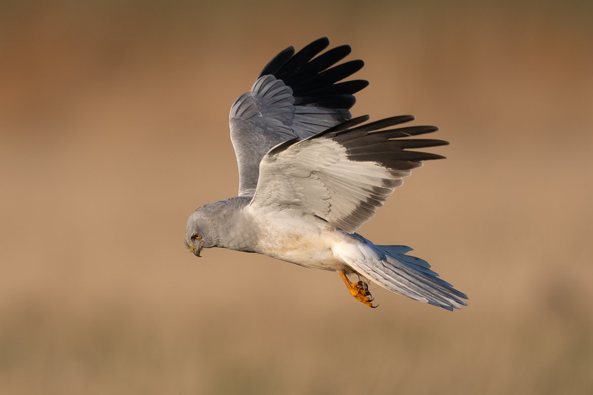 9stan's tweet image. I had a very nice day on the Humber last week, a close flyby from this magnificent hen harrier was the highlight.
More photos and account on the blog martin-standley.squarespace.com/blog