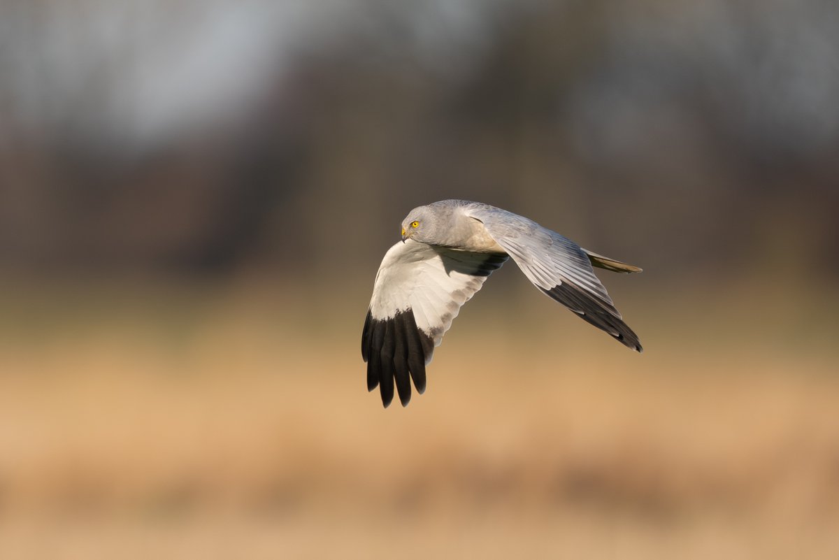 9stan's tweet image. I had a very nice day on the Humber last week, a close flyby from this magnificent hen harrier was the highlight.
More photos and account on the blog martin-standley.squarespace.com/blog