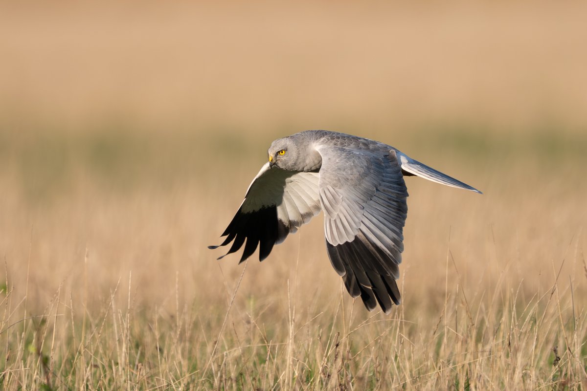 9stan's tweet image. I had a very nice day on the Humber last week, a close flyby from this magnificent hen harrier was the highlight.
More photos and account on the blog martin-standley.squarespace.com/blog