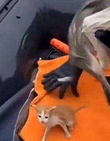 volcaholic1's tweet image. I spent ages researching this video. I really couldn&apos;t tell if it was real or not until finally, I spotted the rescuer had five fingers.