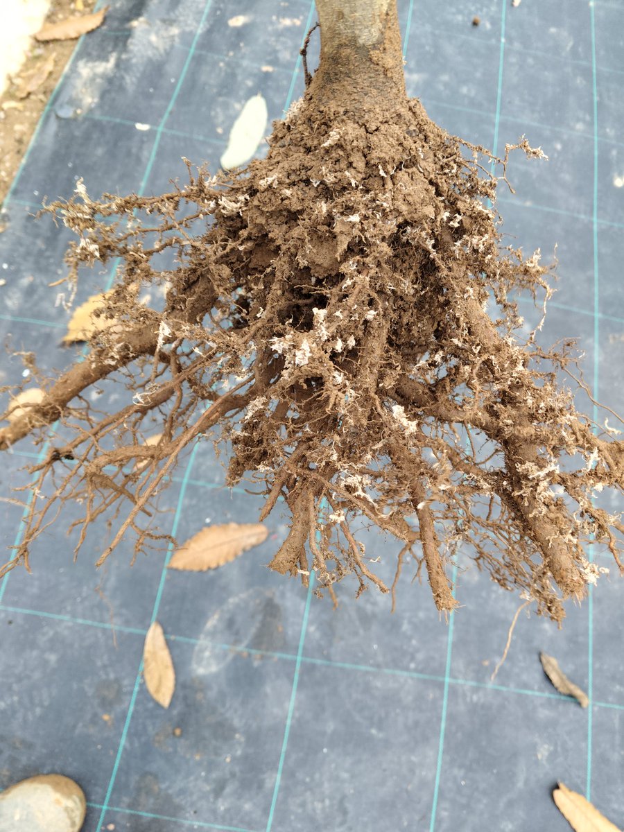 VCastaneaSativa's tweet photo. Desde Viveros Castanea Sativa, damos por comenzada nuestra campaña de suministrar a nuestros clientes sus pedidos de planta de castaño injertado. Estamos muy satisfechos de nuestros sistemas radiculares. https://t.co/GyIuc2WoGd