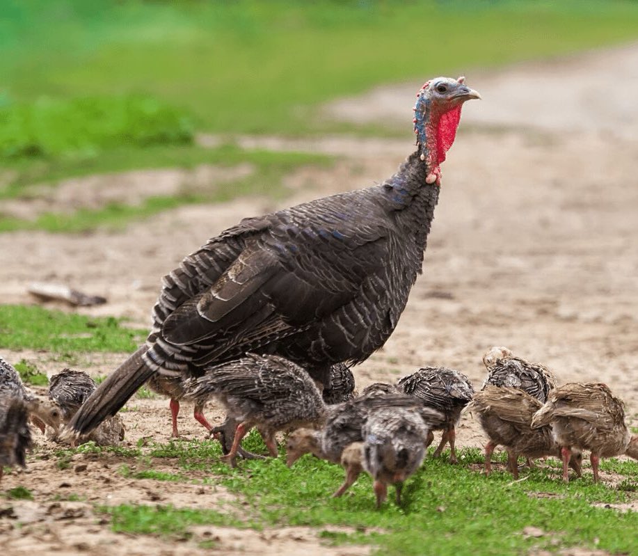 JDabknee's tweet image. totally “normal” holiday where the celebration of our family costs the destruction of another