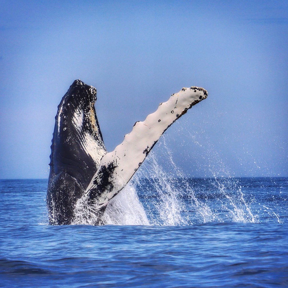 I love to photograph humpback whales. 

My 2026 calendars are still available for $25 on my website. 7 to choose from including a whale calendar. 

markgray.artfunnels.com/calendar/humpb…