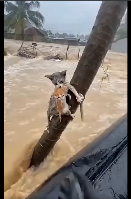 volcaholic1's tweet image. I spent ages researching this video. I really couldn&apos;t tell if it was real or not until finally, I spotted the rescuer had five fingers.