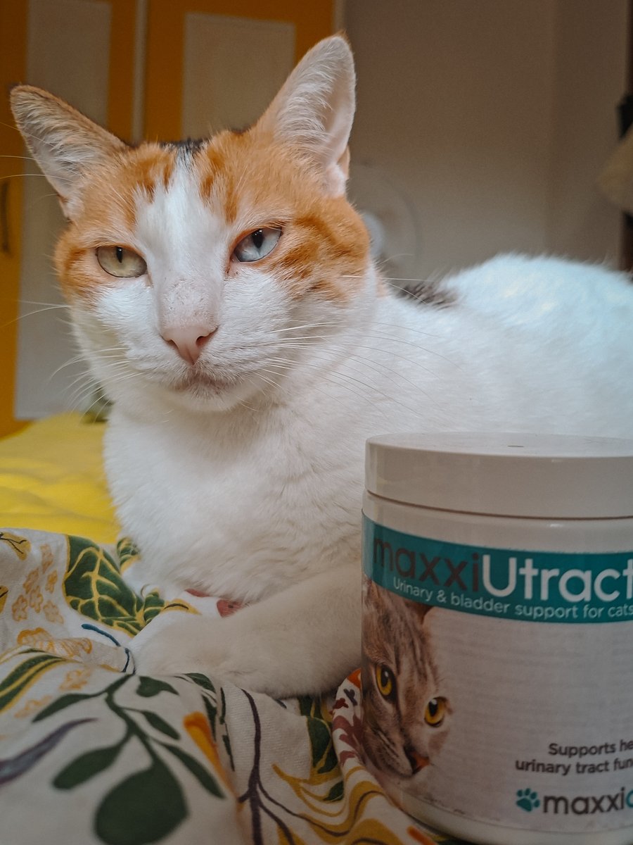 maxxipaws's tweet image. No more UTI #catUTI #catbladder #felineUTI #maxxiUtract #caturinarytractinfection #catshealth #catsbladder #catscomfort