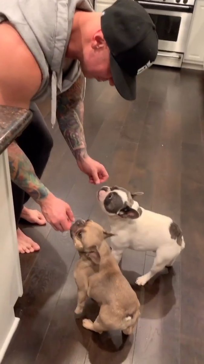 Yes sir! Food’s ready to go. The dogs get the first pieces—they’ve been posted up, watching every move in the kitchen like it’s game film. Tail thumps, locked eyes, earned bites.