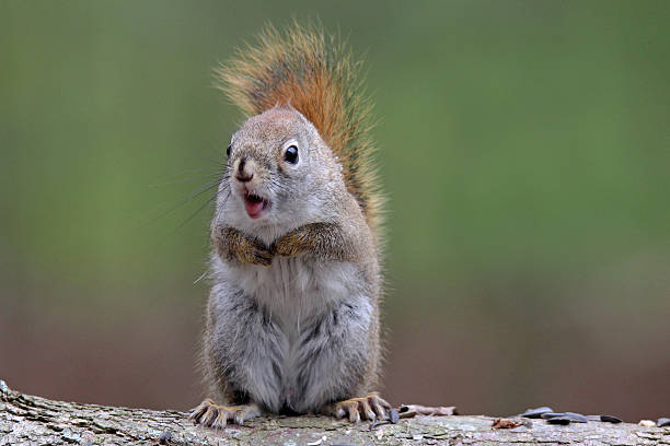 hotyapper's tweet image. Ah....&quot;for every photo of Hongjoong, a squirrel equivalent exists&quot;