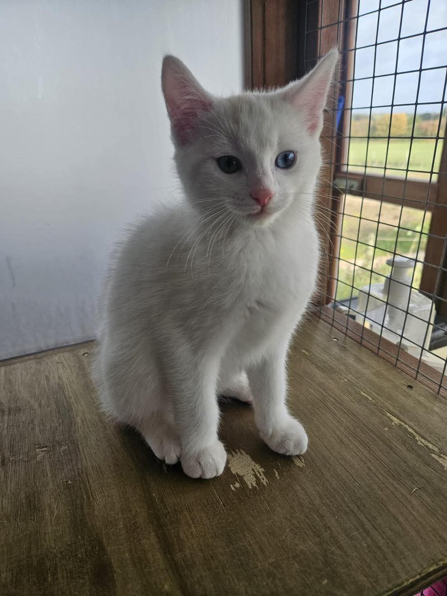 MidWarksCP's tweet image. CHRISTMAS CLOSURE

Please note that to give our  hard working volunteers a well earned break we will be closing from 20 December 2025 and opening on 2 January 2026.