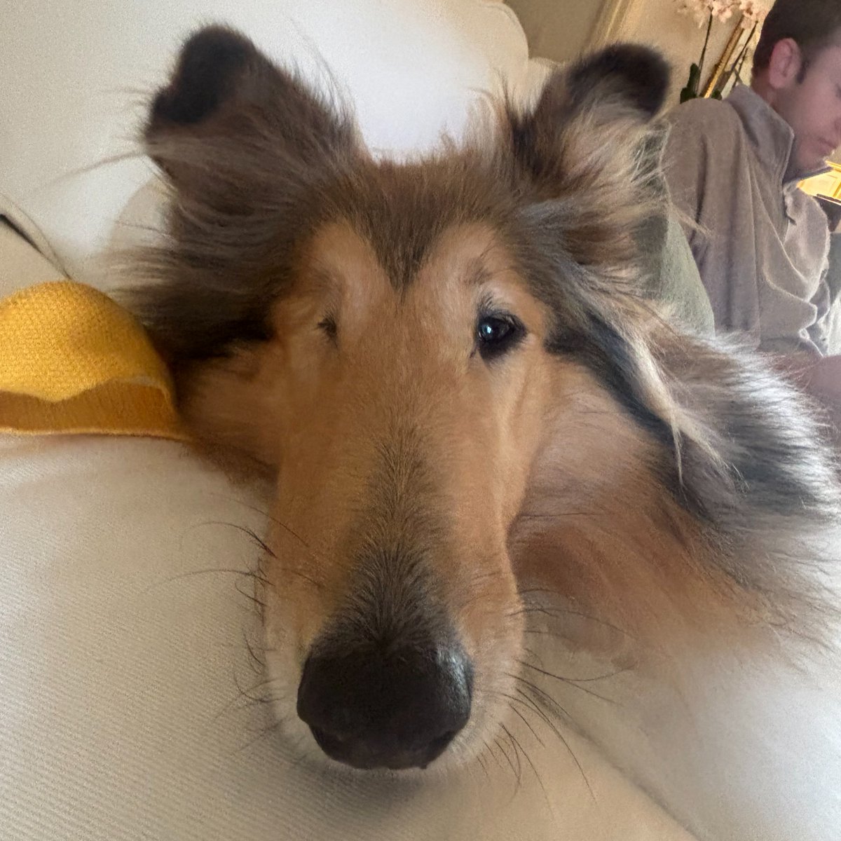 Reveille X tweet media