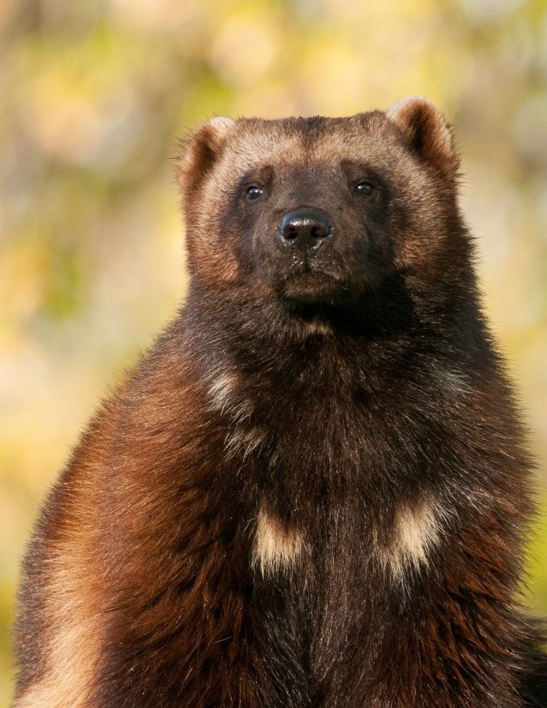 KlyisWeazel's tweet photo. Not celebrating Thanksgiving? You can celebrate Mustelid Appreciation Day instead. https://t.co/etW5yJaoZ2