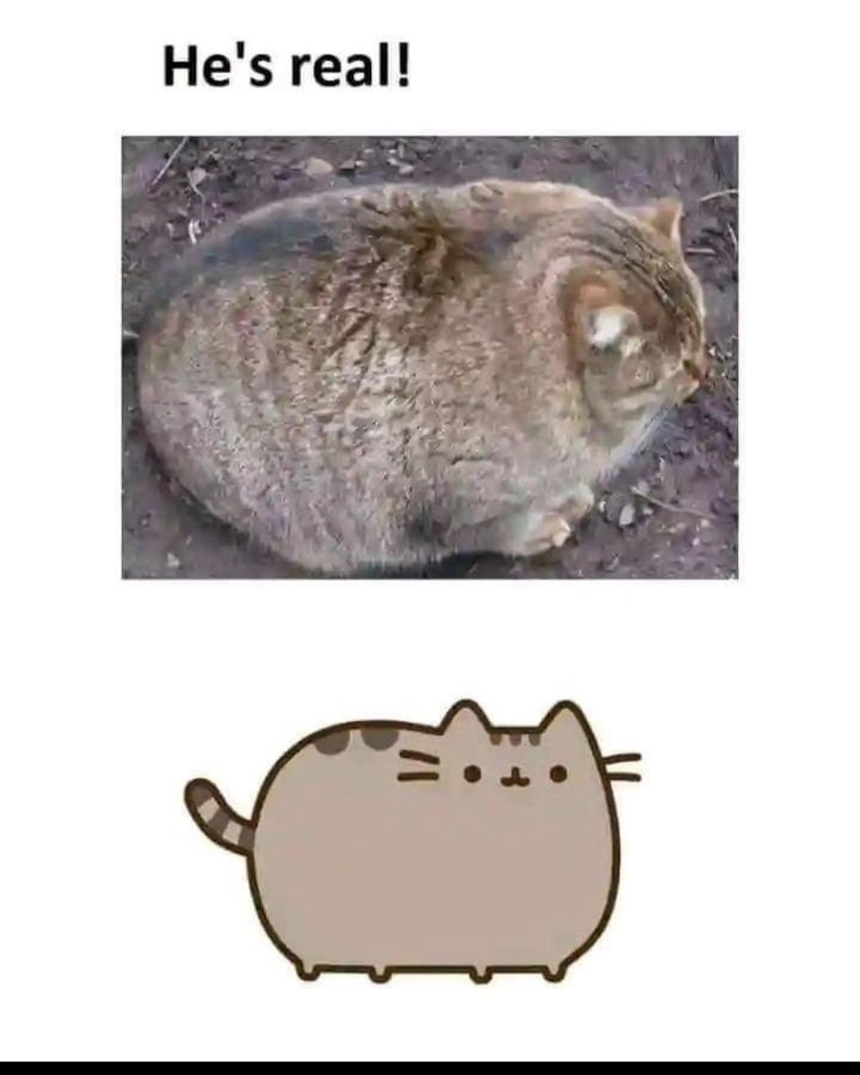 PunchingCat's tweet image. 