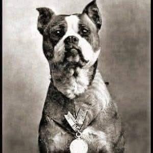1Nicdar's tweet image. Who Knew? 🤷🏻‍♂️🦮

In July of 1917,  a stray brindle Bull Terrier mix wandered onto the campus of Yale University where members of the 102nd Infantry were training. He would hang out with them, watch them, and ultimately one of the Corporals fell in love with him. So when it was…