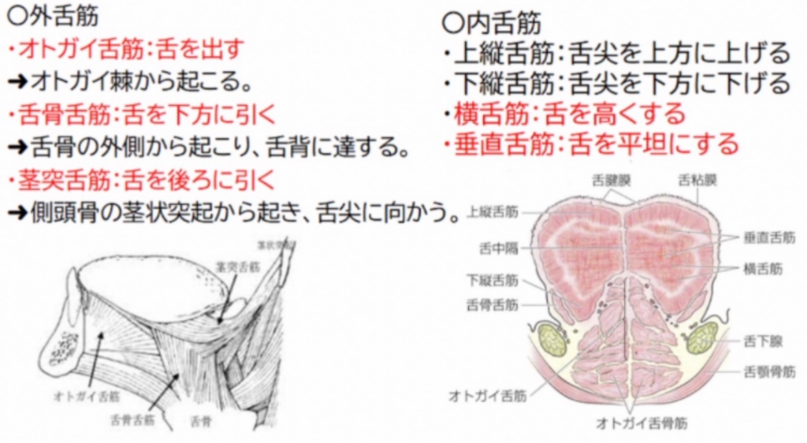 119回歯科医師国家試験対策 ロムニーハウス勉強会【講師 Dr.N