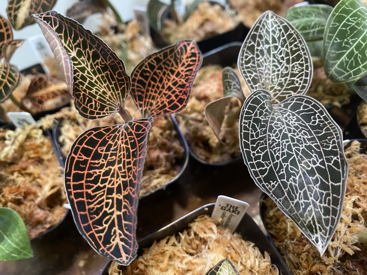 THE GAKI @ジュエルオーキッド (@TheGAKI_pf) / Posts / X