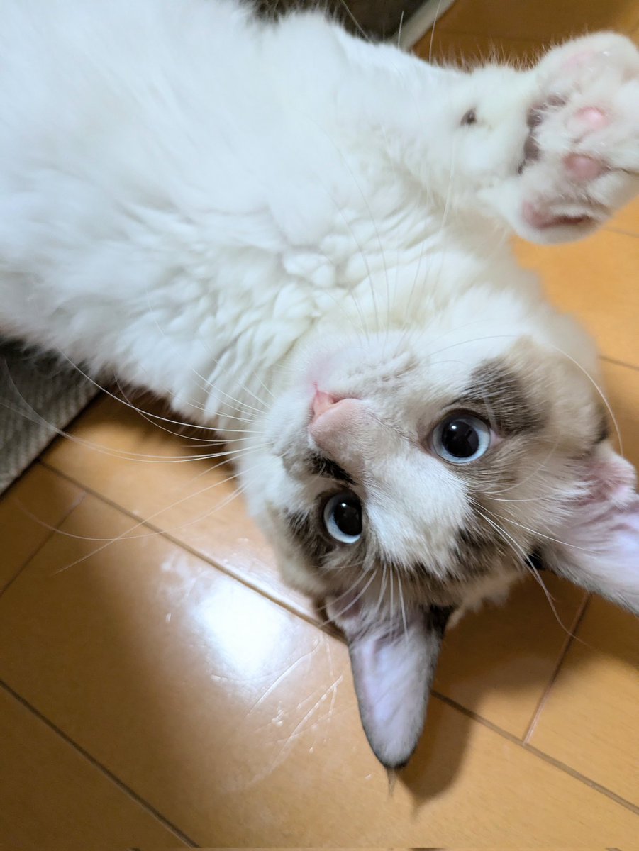 みんにゃ〜😻😻
おはにゃ〜💕💕
キラキラ金曜日じゃなくて🤭クネクネ金曜日にゃよ〜🤭🤭💕💕
今日もよろしくにゃねぇ〜🤗🤗✨💓💓