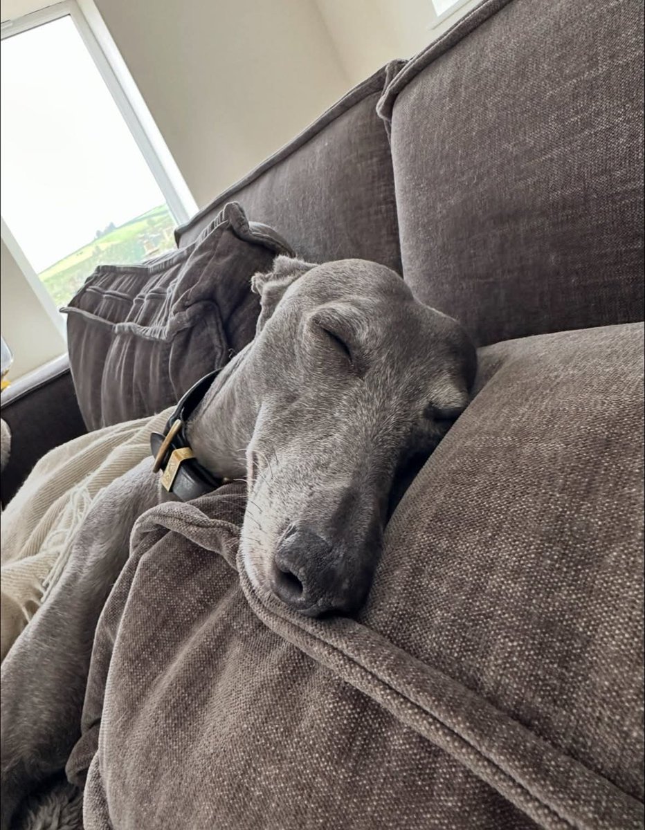 💔 LULU IS STILL MISSING
PLEASE SHARE wherever you are, she could be anywhere by now😓
Please don’t stop looking for her when you are out walking 
If you have any information or sightings of her please contact.
There is £1000 reward for any information that leads to her #Rochdale