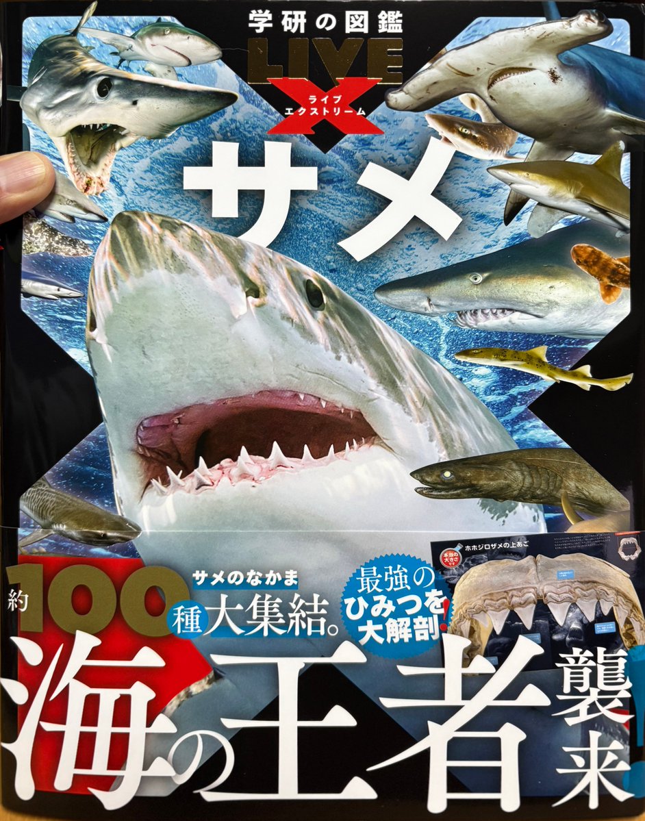 見本が届きました 学研の図鑑 ライブエクストリーム 「サメ」 イラスト