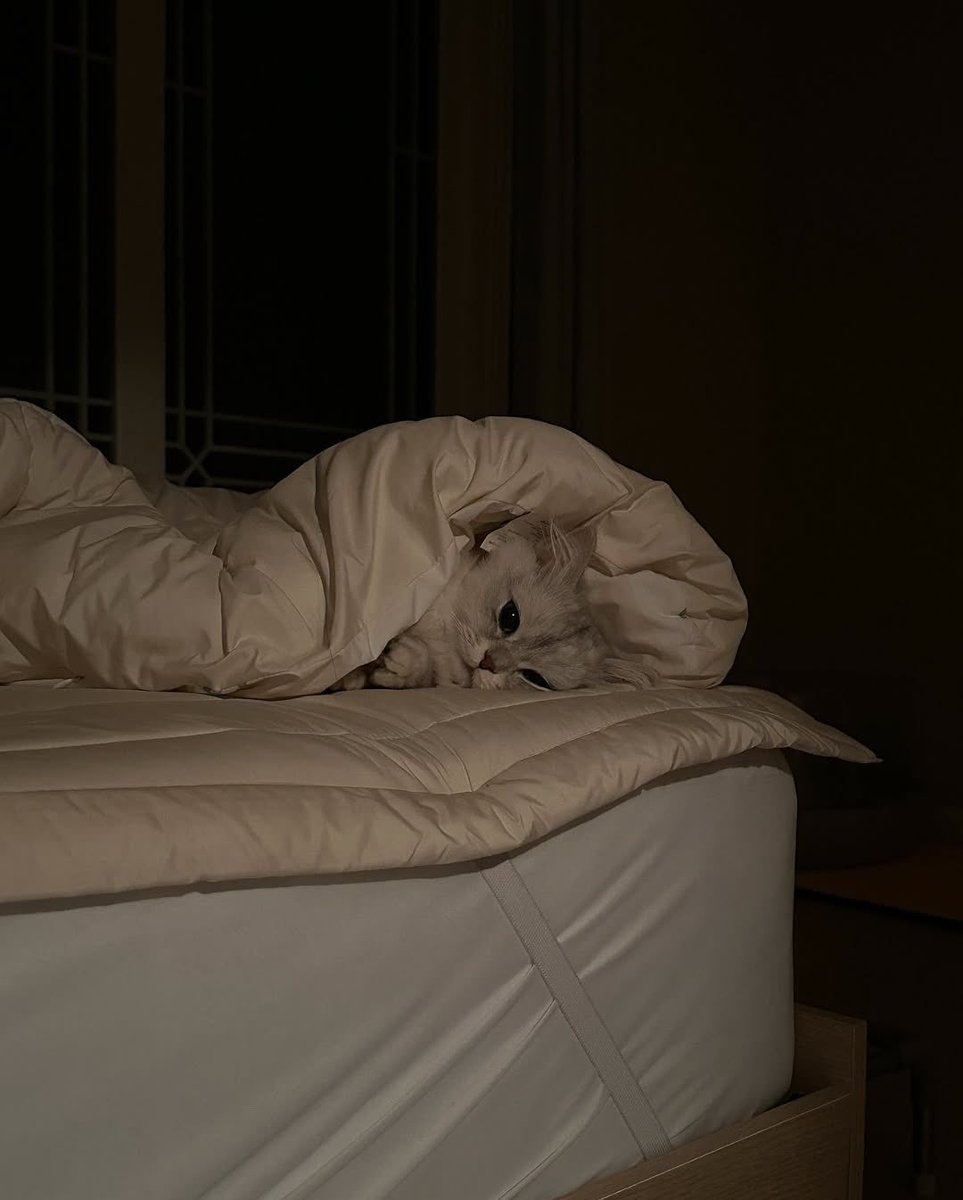 وأنا كمان ياقطه