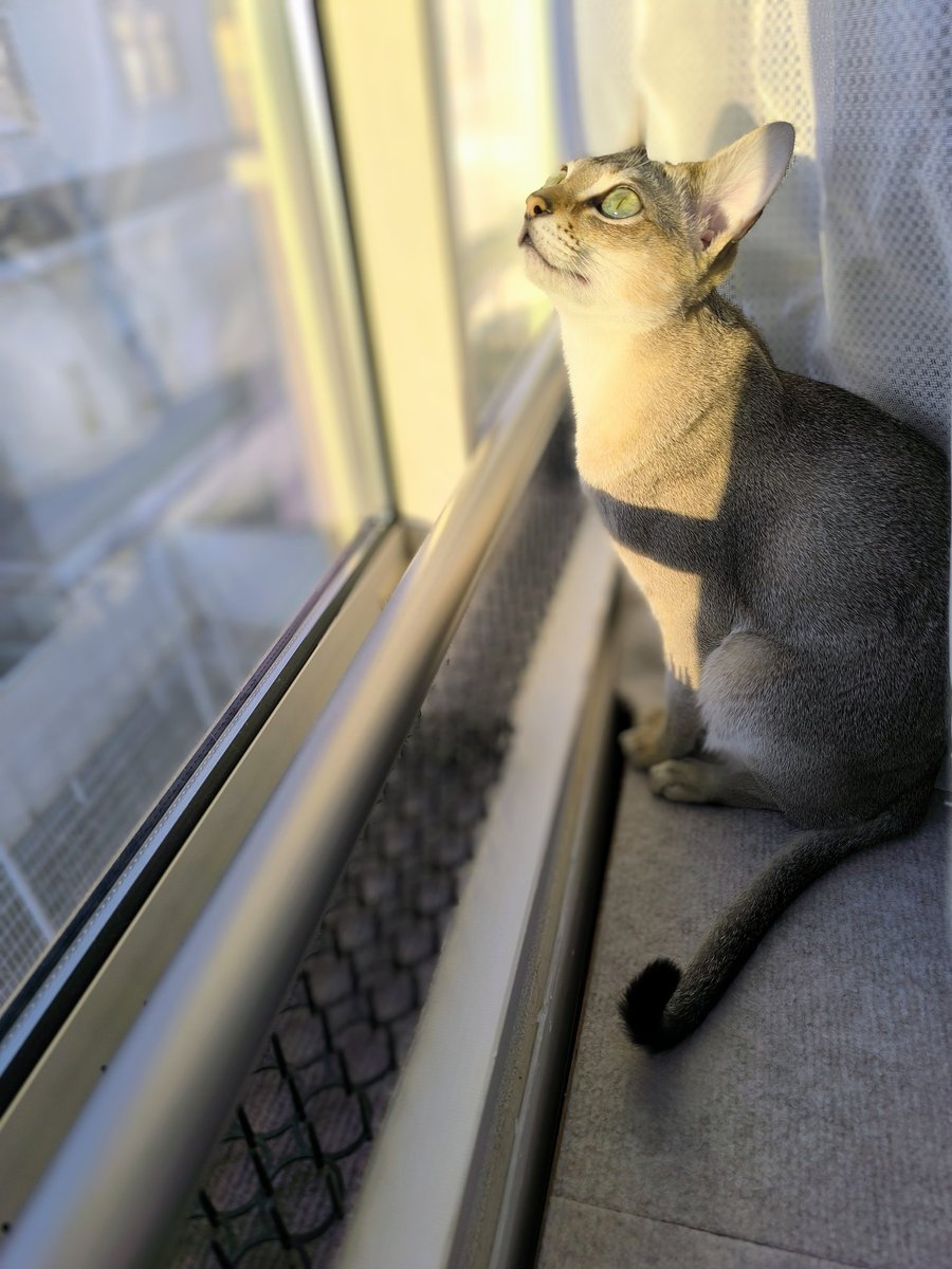 猫のみんと (@selfish3010) / Posts / X