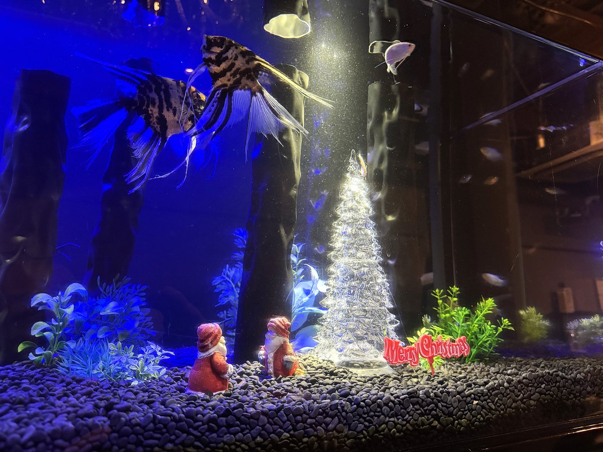 当社の管理する水槽はこの時期、どれもクリスマスディスプレイで華やかになっています！