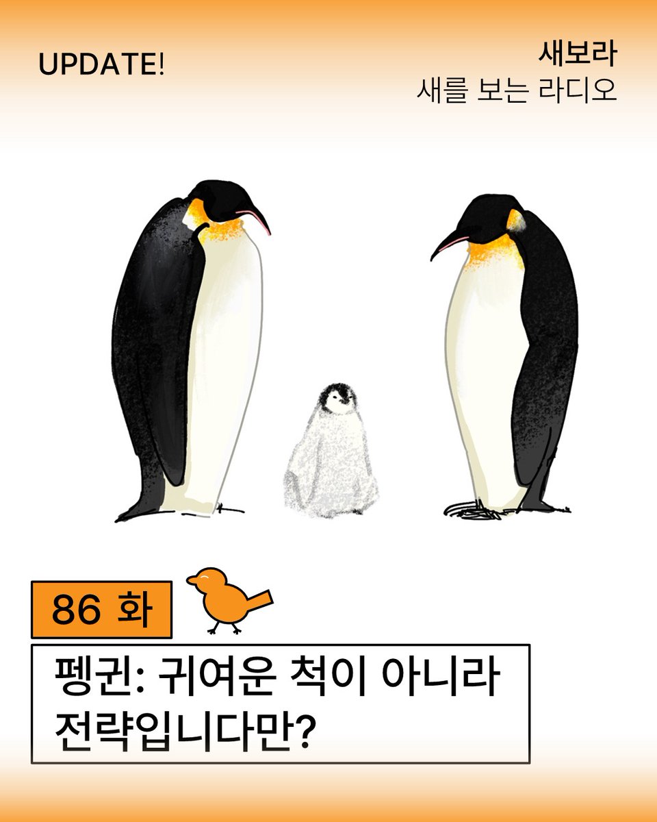 sae_bora's tweet photo. 86화: 펭귄. 귀여운 척이 아니라 전략입니다만?
이번 화에서는 뒤뚱거리는 걸음걸이로 우리의 마음을 사로잡은 펭귄, 그리고 황제펭귄의 극한 육아 이야기를 나눴습니다.

팟빵:https://t.co/VJEww0zz8S
유튜브:https://t.co/xciWxz5wai https://t.co/wpGLq52KfV