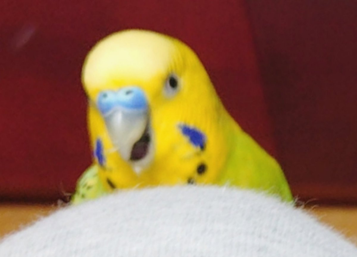 めこあみまぴー🐥 (@mecoao_1776_kay) / Posts / X