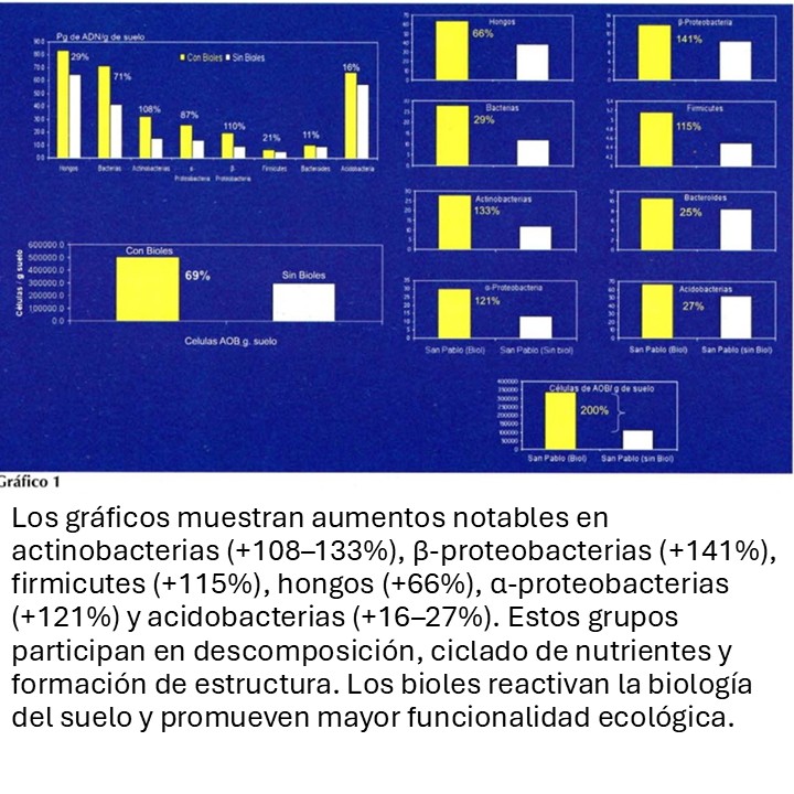 planetagronomic's tweet image. Los bioles aumentan microorganismos clave y mejoran el ciclado de nutrientes. Biodigestores = suelos más fértiles y resilientes. Desliza las imágenes👉
