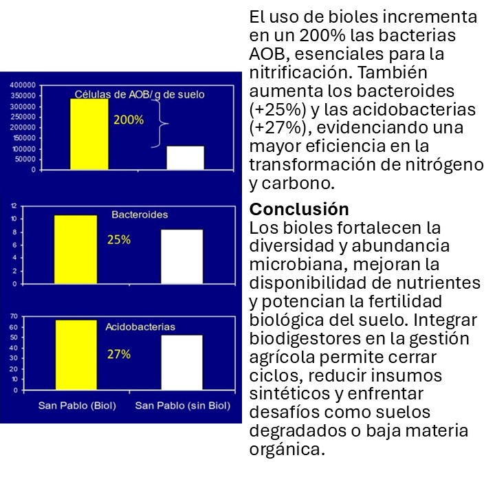 planetagronomic's tweet image. Los bioles aumentan microorganismos clave y mejoran el ciclado de nutrientes. Biodigestores = suelos más fértiles y resilientes. Desliza las imágenes👉