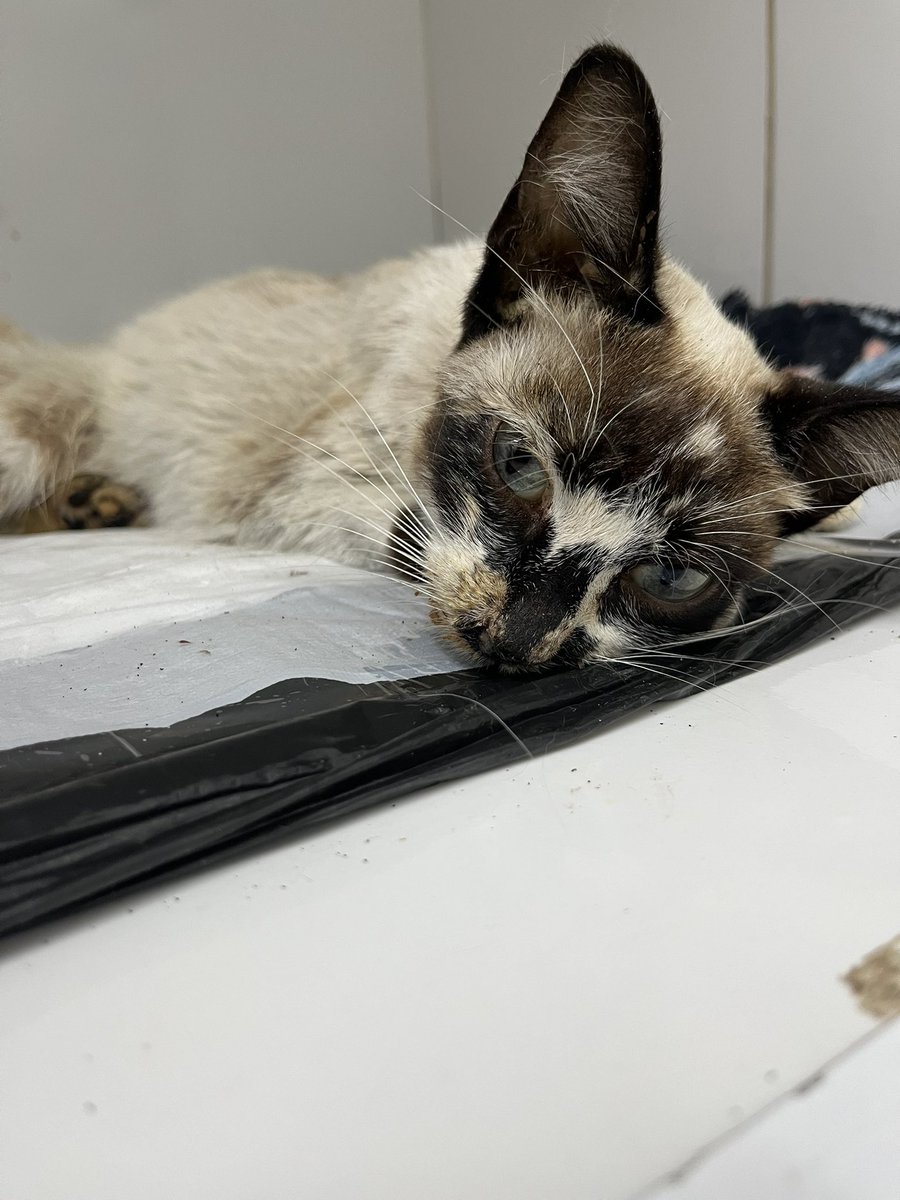 AbrigoMeimei's tweet image. 🚨 PRECISAMOS DE AJUDA URGENTE🚨

Amigos, a gatinha Vitória está em uma situação muito grave: ela tem uma hérnia no diafragma e intussuscepção (quando uma parte do intestino entra dentro da outra).

Ela precisa de uma cirurgia urgente. O valor total da cirurgia é de R$ 2.370,00,…