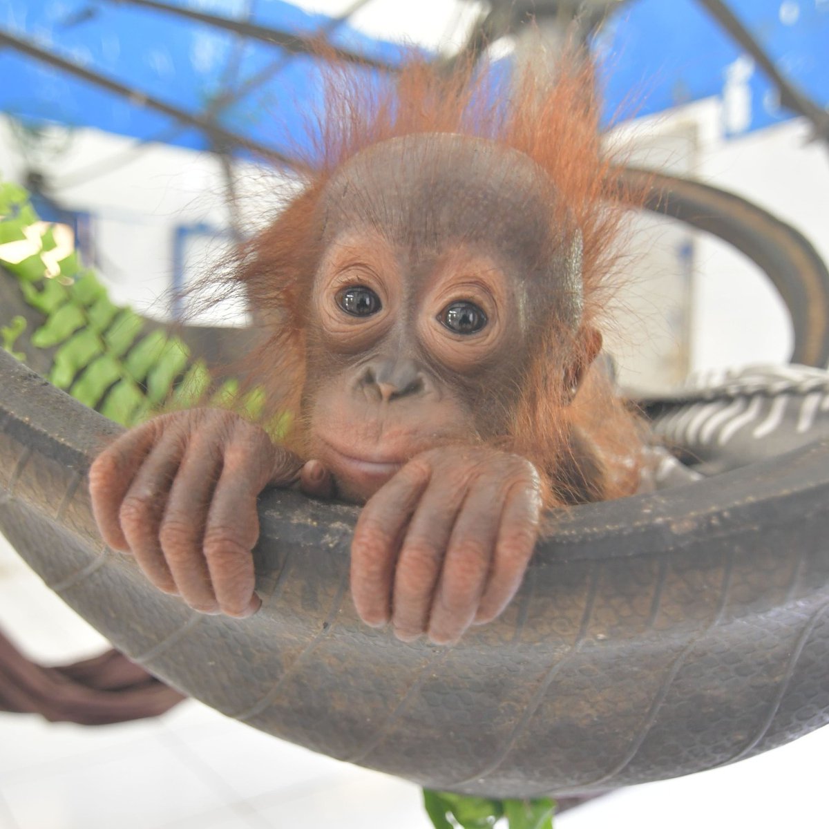 Luke Romyn tweet media