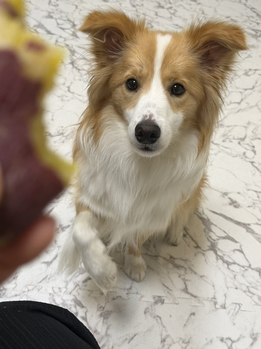 これはお芋くださいの顔と手🐶