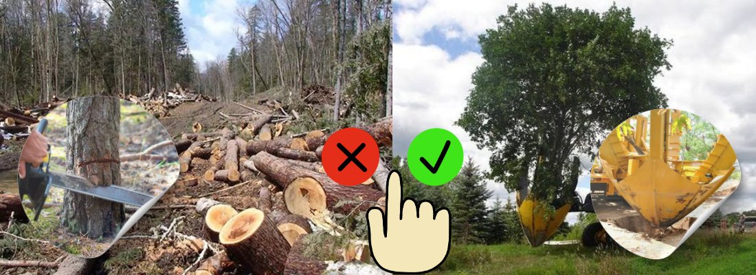 RudrakshaChemi1's tweet image. Tree transplanting is a better solution. Due to unnecessary cutting of trees, it&apos;s effective for our environment. Shifting trees also have a better solution for sustainability, an oxygenated environment, and an ecosystem. #StrangerThings5 #OishiClubxGeminiFourth #savetrees