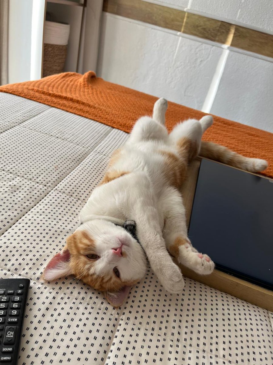 😺