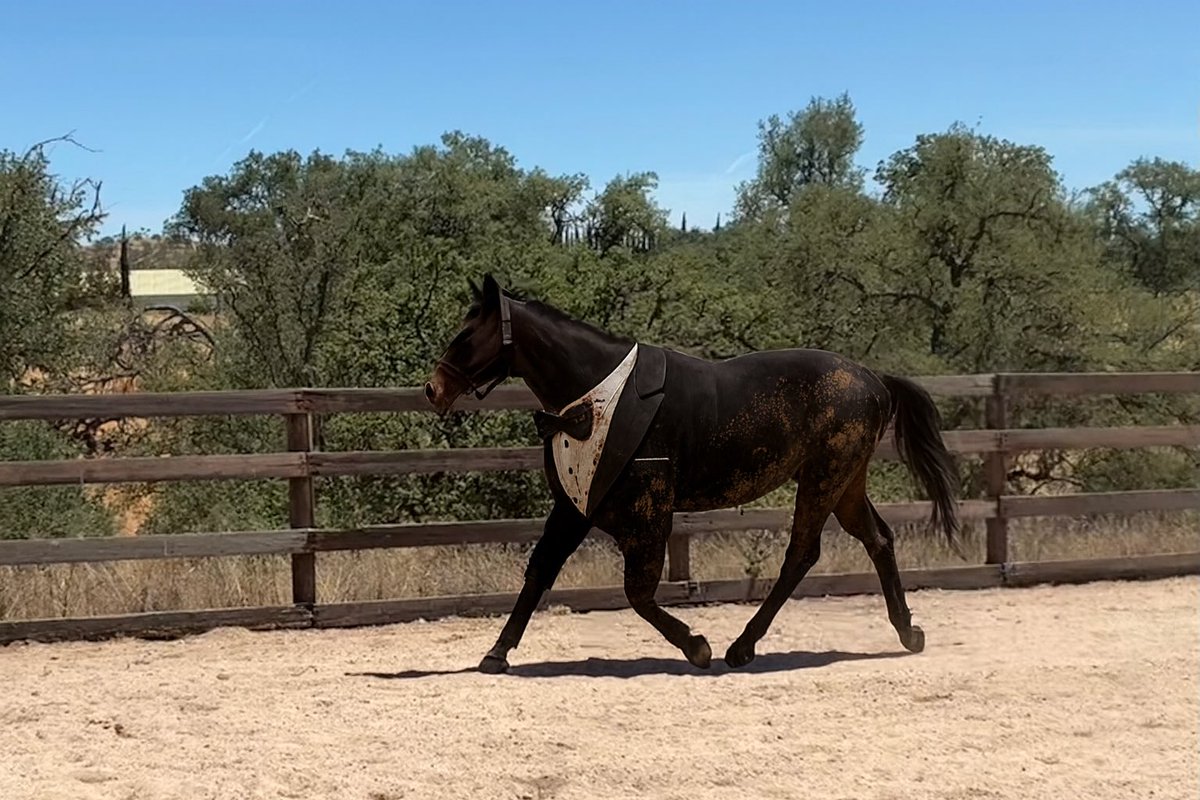 nikisuv's tweet image. @GloriousAllianc 

#DailyCornucopia 

Hackleton in a tuxedo!