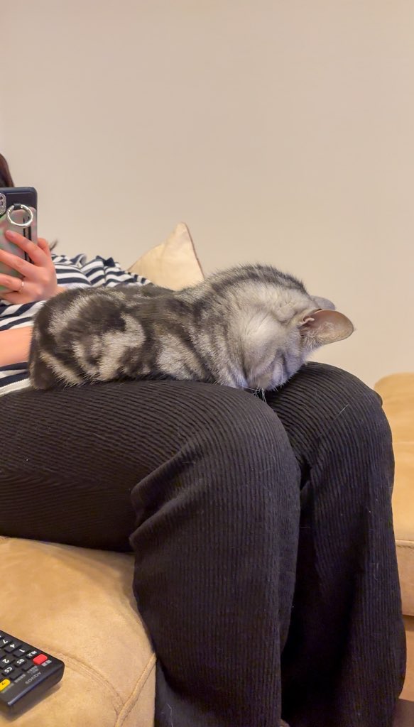 cat_anko3's tweet image. おひざに乗って動けなくしてごめん寝