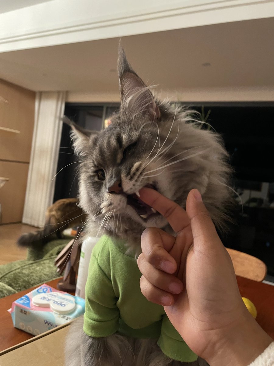 tuantuan000301's tweet image. 像吗？
Pawbert is here!
#疯狂动物城2 
#Zootopia2 
#Pawbert