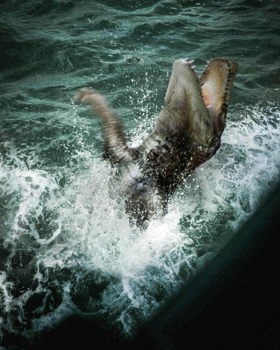 nao70shark1's tweet image. "セイレーン"
セイレーンは社会性を持ち人間を捕食するのに特化している大型のワニである

若い個体の喉には人の顔のような模様があり、仰向けになり暴れることにより溺れている人間を模倣し救助に現れた人を誘き寄せる(1/5)