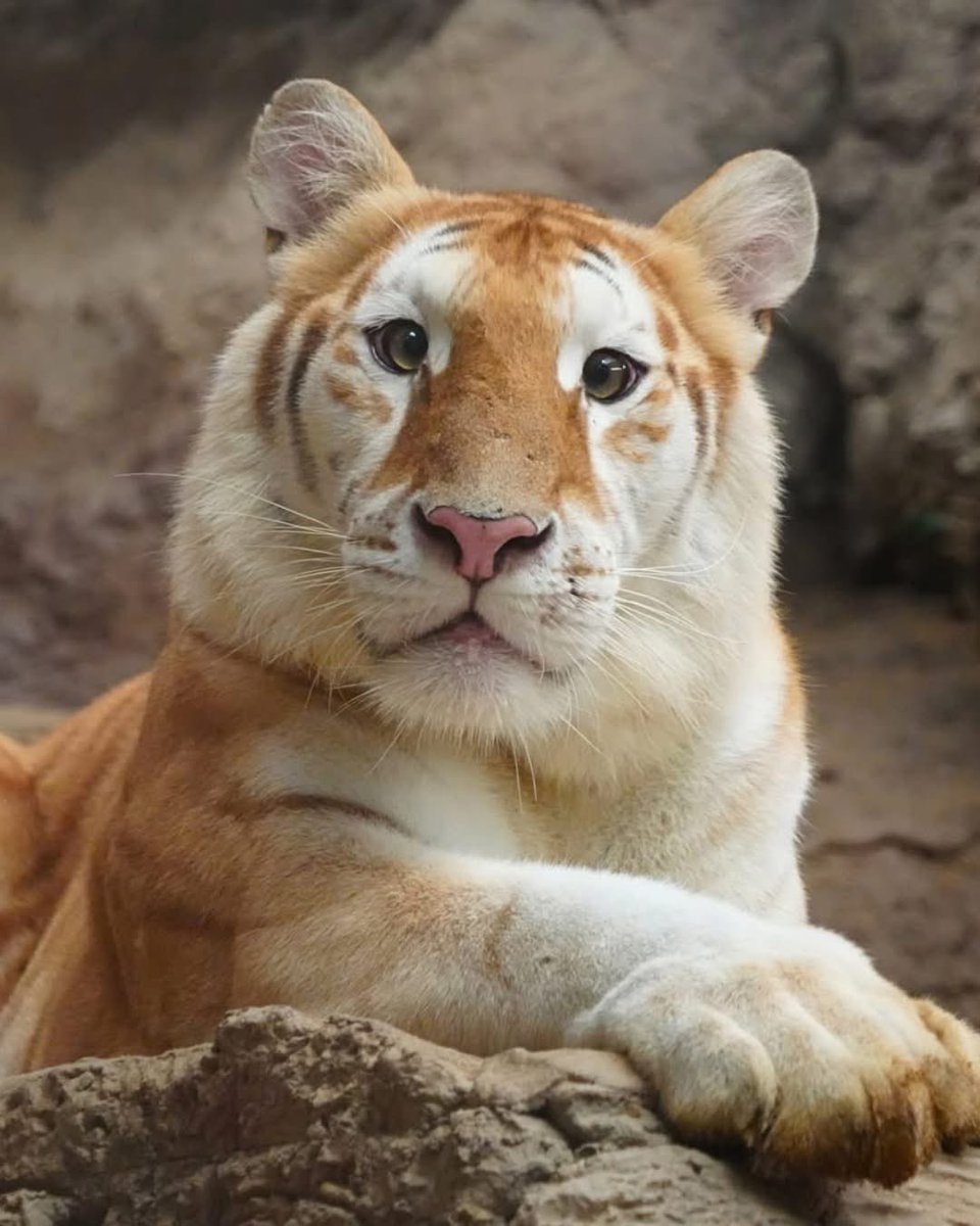 IronGhost269's tweet image. AVA is not pumping.
AVA is hunting.
You either ride the tiger… or become her dinner.

$AVA 🐅
H1vAwYTZkL2Bq8tpS5DhC4pPJjhMLviH2ScGjuePpump