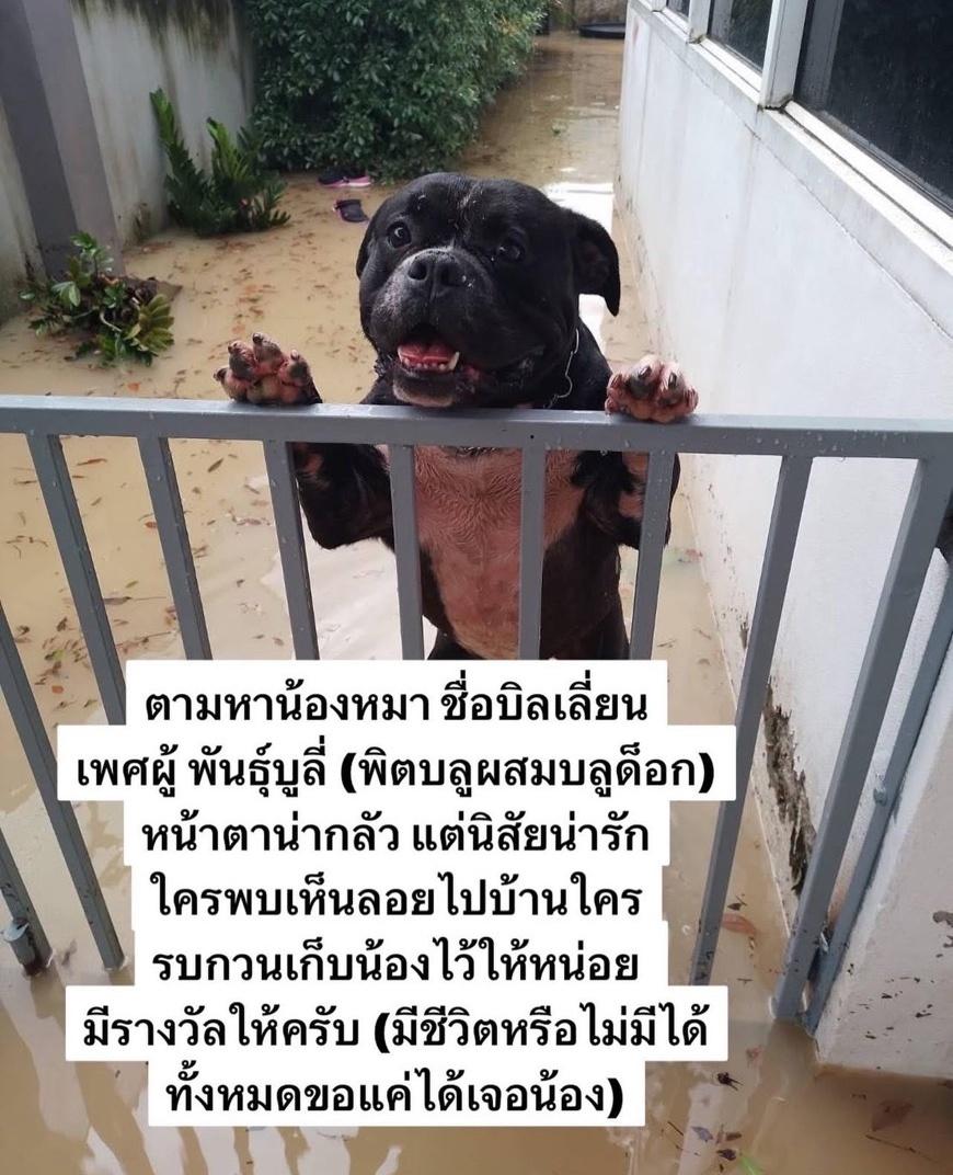 Doralovelisa's tweet image. ฝากรีทวิต🆘️

ขอพื้นที่ตามหาน้องหมานะคะ เนื่องจากตอนน้ำท่วมเจ้าของบ้าน อยู่ กทม น้องอยู่บ้านกับ แมว 6 ตัว แต่น้องแมว อยู่ในบ้าน บ้านท่วมมิดหลังคา น้องน่าจะไปวิงเล่นบนดาวแมวแล้ว แต่น้องหมาตอนท่วม ชั้น 1 ยังว่ายนำเล่น ไปนอนบนคอมแอร์ แต่ล่าสุด บ้านพรุหาดใหญ่ท่วมุมิดหลัง…