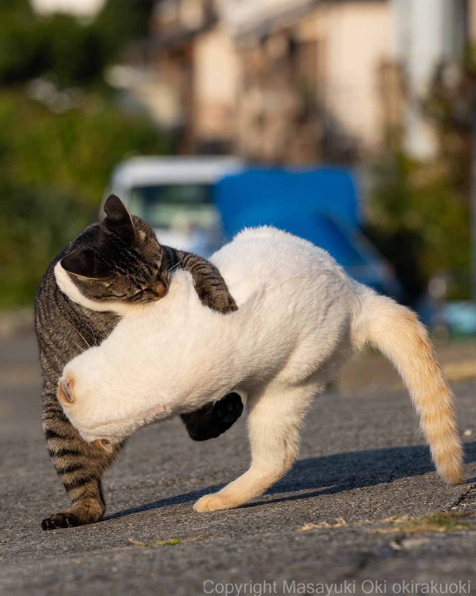 白の投げの堪え方が欧山田っぽい