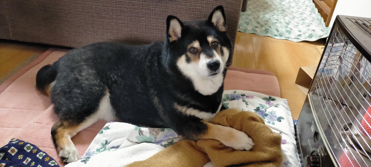 まめたろう様　ベッド Post by まめたろう on X: 取るなーー！！！