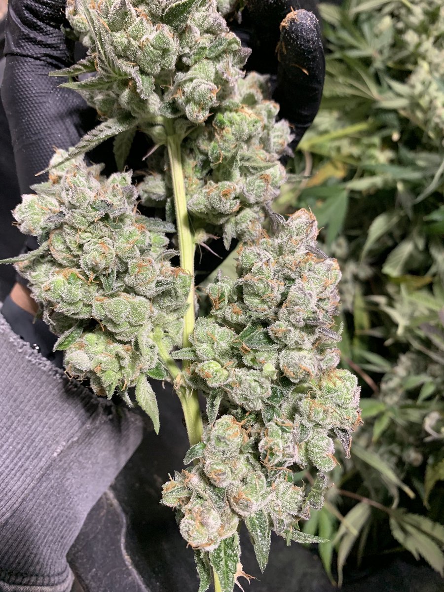 Big Foot ™ ya heard tweet media