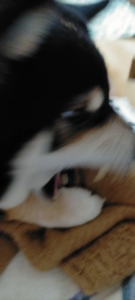 Post by まめたろう on X: 取るなーー！！！