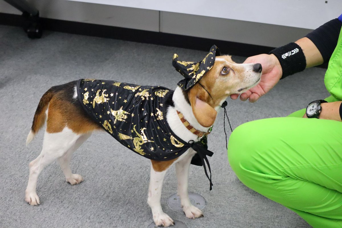 #ブラックフライデー って知ってる？おやつが安く買える日なんだって✨
…とハンドラーに言っているかもしれない（！？）ララ🐶
#トコジラミ探知犬ララ　#ハロウィンオフショット