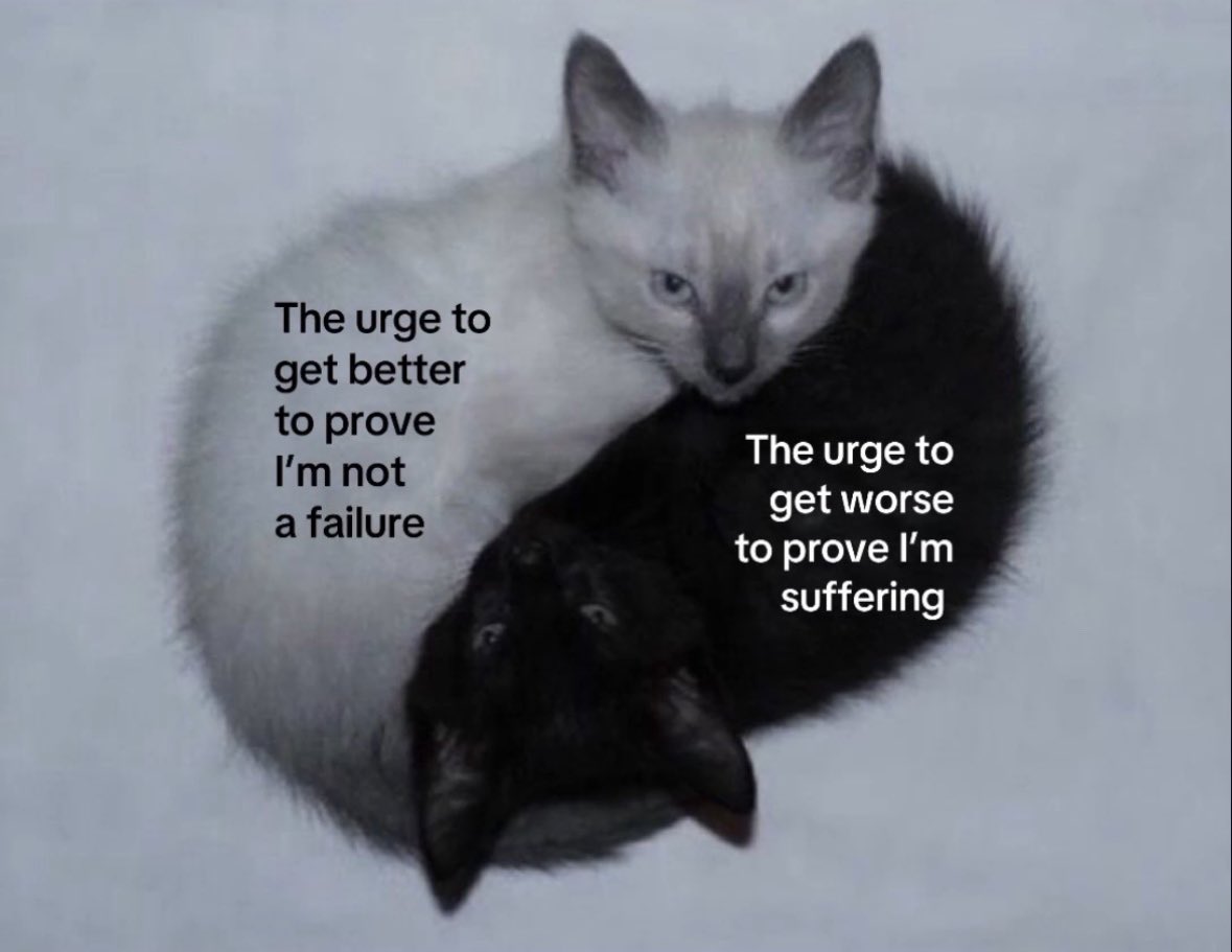 LiterallyMeCats (@literallymecats) on Twitter photo 