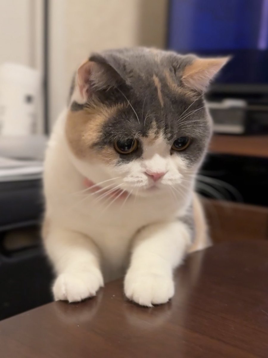 MIUandRIN521117's tweet image. 猫が「あ、ちょっとだけ触るだけですので…」的なノリで、シレッとイタズラしようとしています。