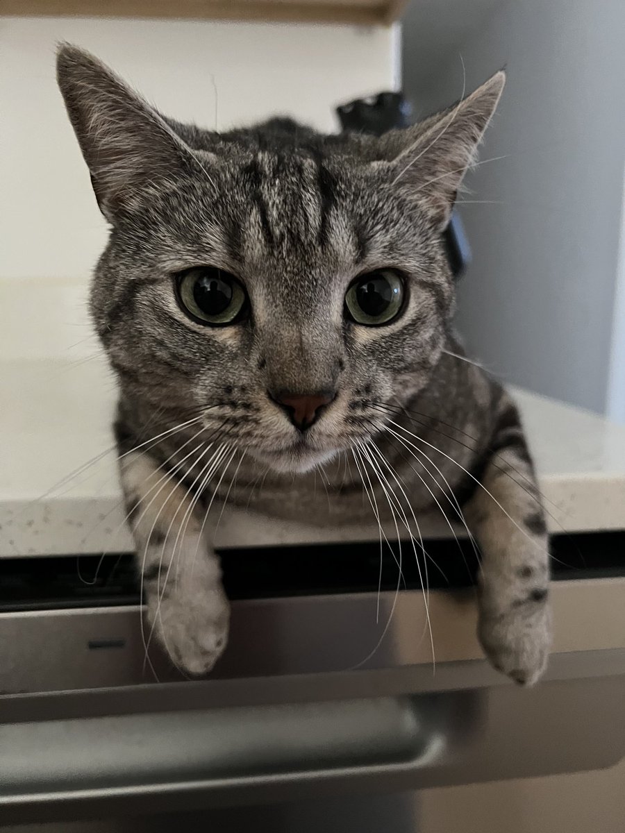 FlutterRoze's tweet image. HAPPY GOOBLE DAY! I BLESSED!
For cat nephew son! For family &amp;amp; friends!
Life not easy everyday is a better days!
Dreams not yet one day when readys! 🩵