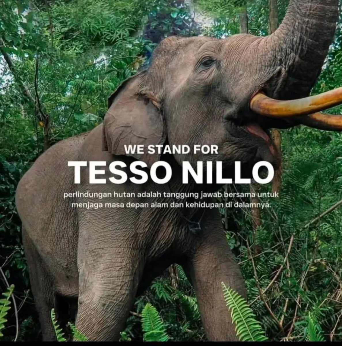 Hutan digunduli,banjir dimana mana,gajah gak punya tempat tinggal jadi manusia jangan rakus ya lu padaa dasar egois #PrayForSumatera #savetessonilo