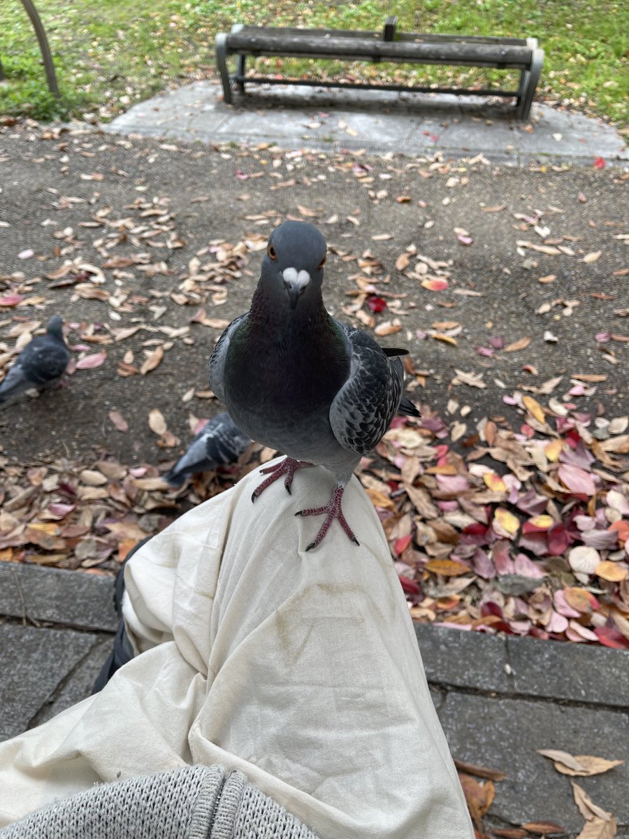 Hugusuke2's tweet image. エサとかなんもやってないのにこれ、こいつ気合い入ってるわ