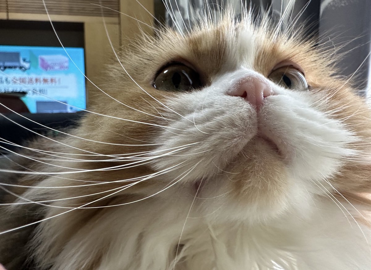 猫好きさん集まれー🐈🐈 Community on X - 20.7K Members